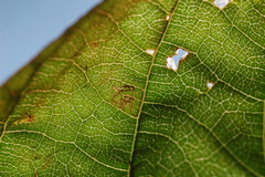 Mompha solomoni