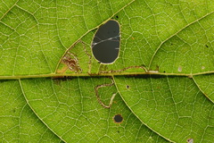 Mompha solomoni