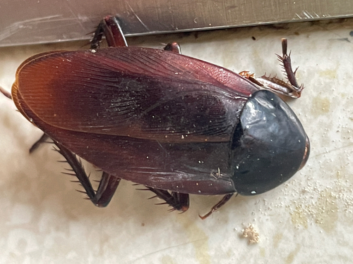 Smoky brown cockroach