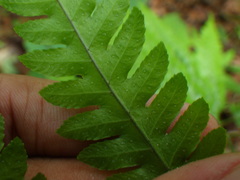 Pteridrys syrmatica