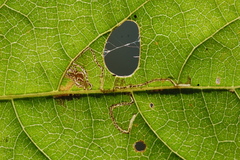 Mompha solomoni