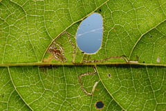 Mompha solomoni