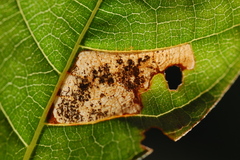 Mompha solomoni