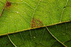 Mompha solomoni