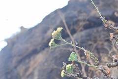 Kleinia grandiflora