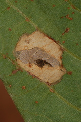 Phyllonorycter aeriferella