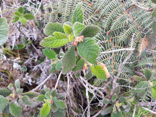 Gesneria bullata