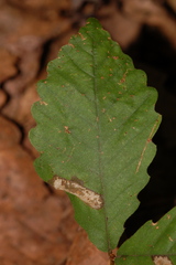 Phyllonorycter aeriferella