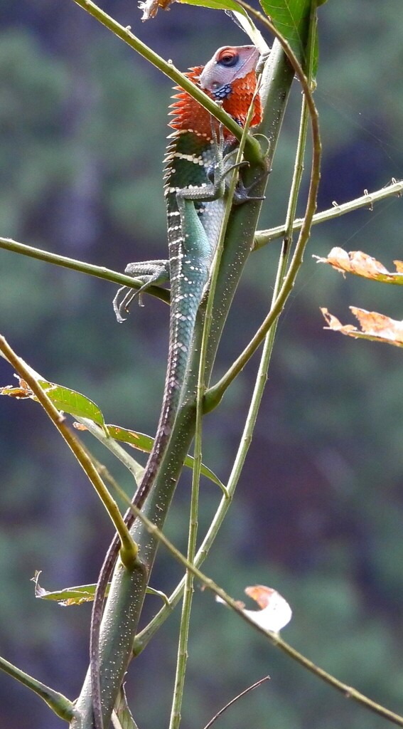 Common Green Forest Lizard from Bambarakande Water Fall, Kalupahana ...