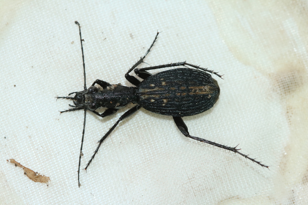 Piezia apicemaculata