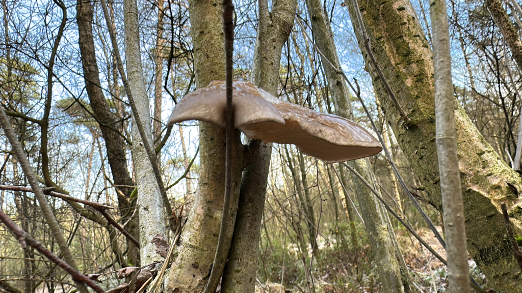 Fomitopsis betulina · November 2025 · photo: © dennisvo (iNaturalist, cc-by)