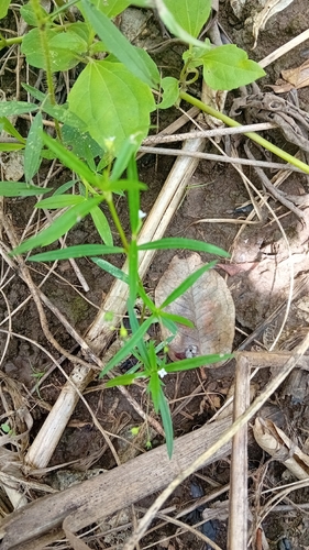 slender diamond flower