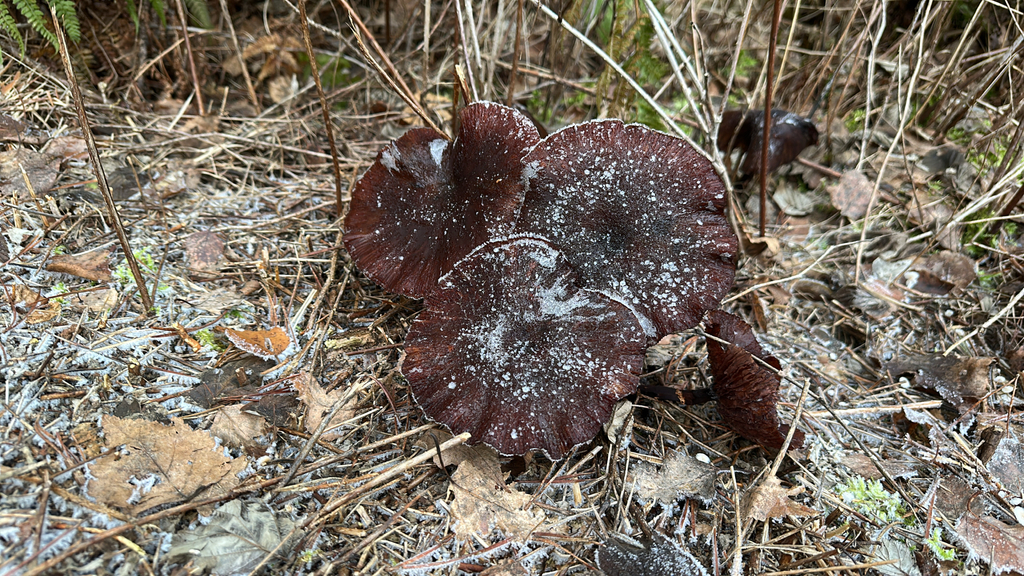 Armillaria ostoyae · November 2025 · photo: © dennisvo (iNaturalist, cc-by)