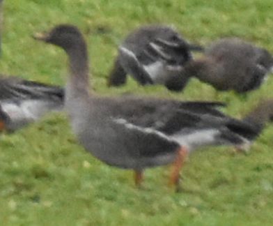 Tundra Bean Goose, De Cocksdorp, Netherlands, photo 9 of 10