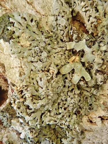 Physciaceae image
