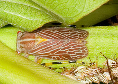 Aetalion reticulatum