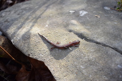 Plethodon dorsalis