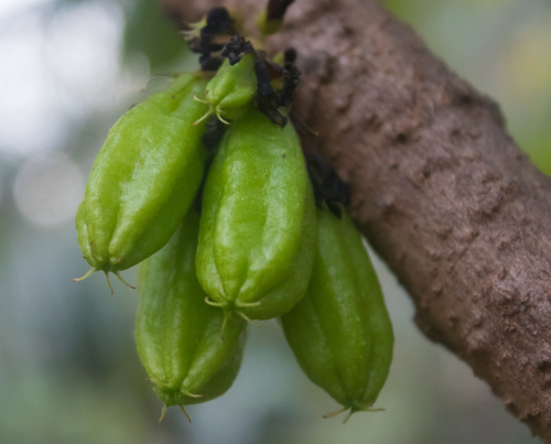 Averrhoa bilimbi