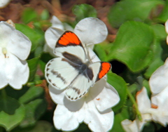 Colotis euippe mediata