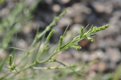 Corispermum hyssopifolium