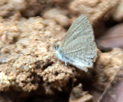 Pseudonacaduba sichela sichela