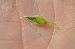 Corispermum hyssopifolium