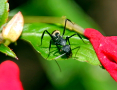 Camponotus cinctellus