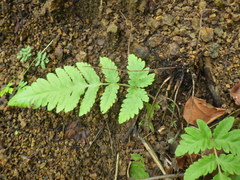 Tectaria subsageniacea