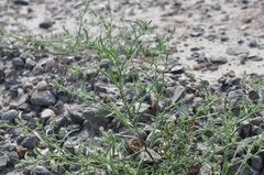 Corispermum hyssopifolium