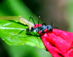 Camponotus cinctellus