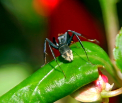 Camponotus cinctellus