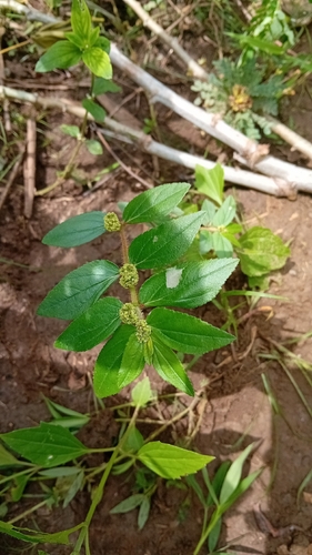 Asthma Plant