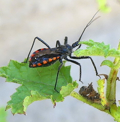 Rhynocoris tristis