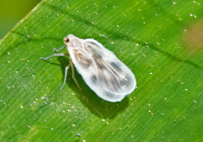 Borysthenes mambilensis