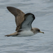 Large Shearwaters - Photo (c) Artie Kopelman, some rights reserved (CC BY-NC)