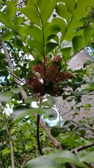 Anacardiaceae