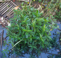 Acanthus ebracteatus