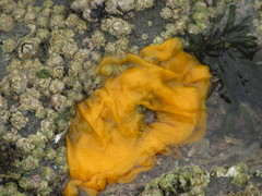 Doris wellingtonensis