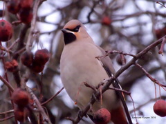 Bombycilla garrulus