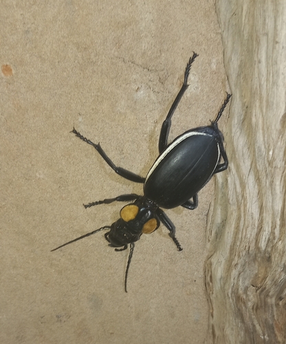 Common Oogpister photo 3