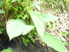 Boesenbergia rotunda