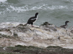 Leucocarbo chalconotus