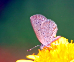 Zizeeria knysna knysna