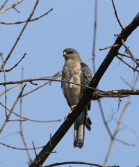 Accipiter brevipes