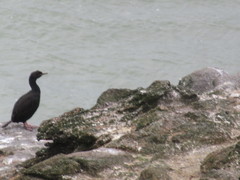 Leucocarbo chalconotus