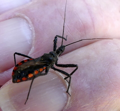 Rhynocoris tristis