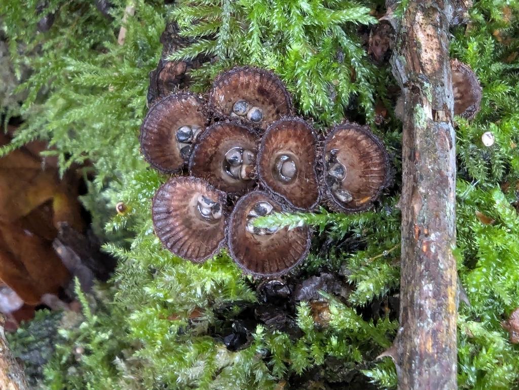 Cyathus striatus · November 2025 · photo: © pilmar (iNaturalist, cc0)