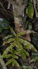 Drynaria quercifolia