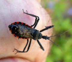 Rhynocoris tristis