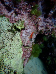 Tripterygion melanurus